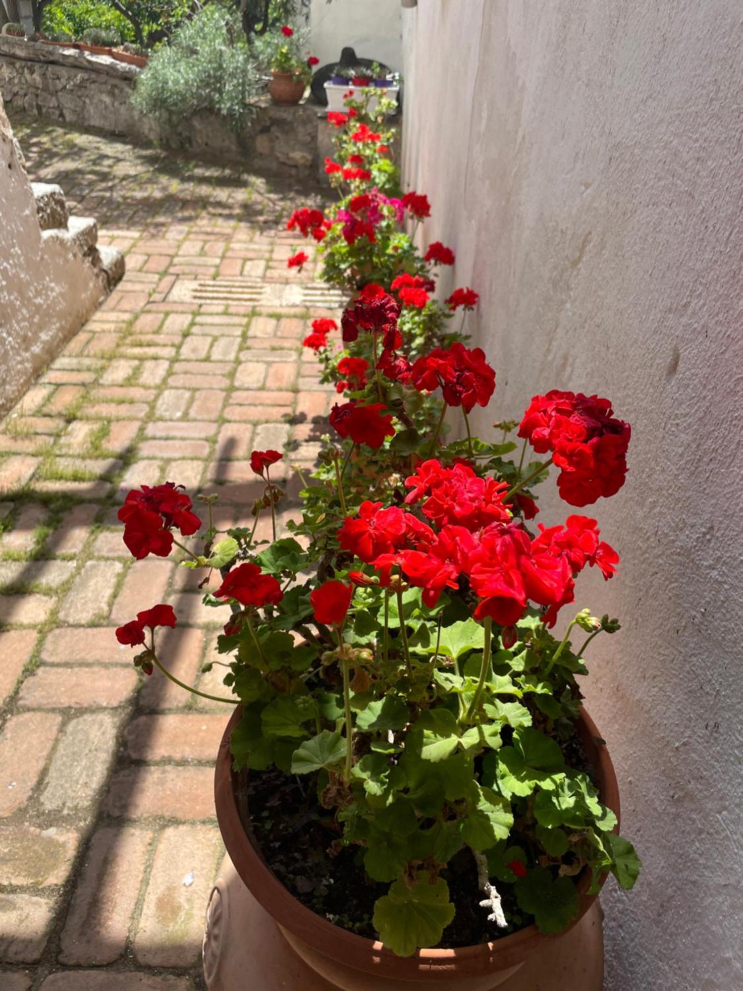 أوليينا B&B Corte San Lussorio المظهر الخارجي الصورة